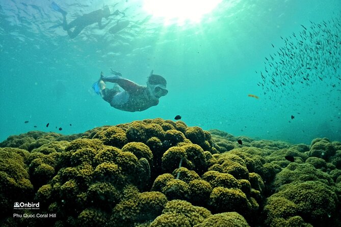 PRO-SNORKELING to Explore Hidden Coral Reefs (MAX 10 PAX) - The shallow-water lesson is more useful than it sounds