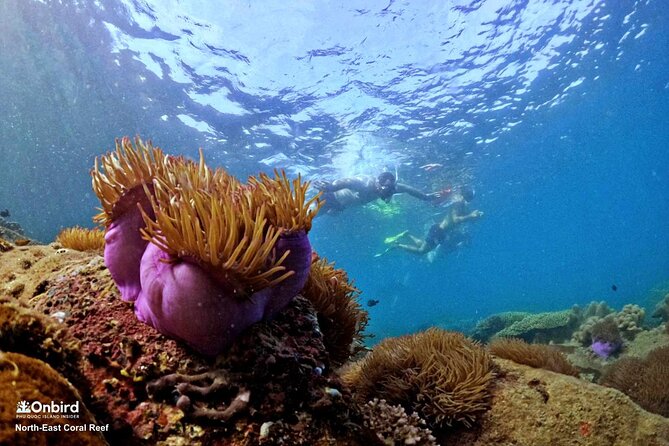 PRO-SNORKELING to Explore Hidden Coral Reefs (MAX 10 PAX) - The speedboat adds both fun and exposure