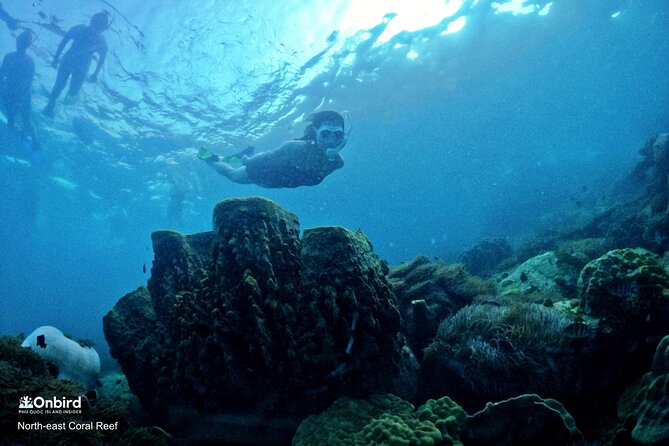 PRO-SNORKELING to Explore Hidden Coral Reefs (MAX 10 PAX) - The guides earn the strongest praise