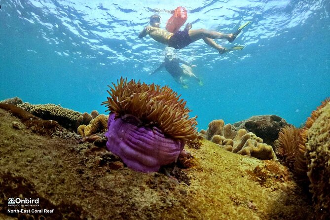 PRO-SNORKELING to Explore Hidden Coral Reefs (MAX 10 PAX) - Is $54.98 fair value for the outing?