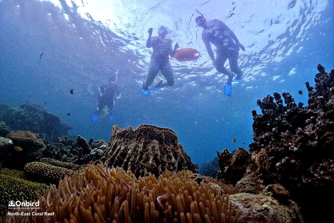 PRO-SNORKELING to Explore Hidden Coral Reefs (MAX 10 PAX) - Who will enjoy this most?