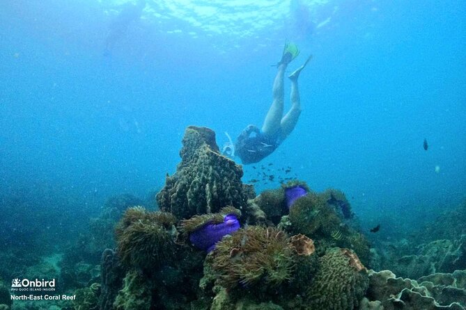 PRO-SNORKELING to Explore Hidden Coral Reefs (MAX 10 PAX) - The van pickup sets the day in motion