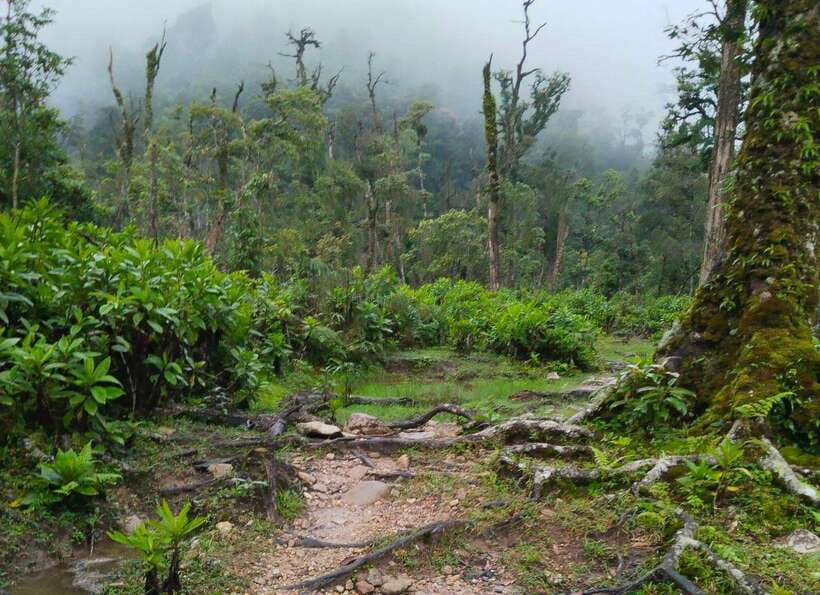 SAPA : Climb up to Fansipan mountain with LOCAL GUIDE - Cardamom, Forest Changes, and Muong Hoa Views