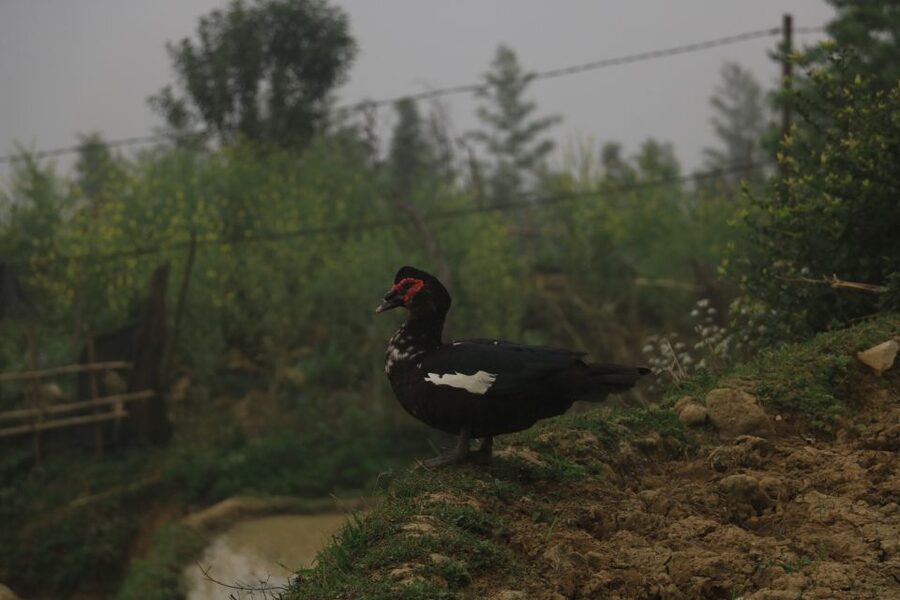 Sapa: Local Exploration on a Guided Motorbike Tour - Price, inclusions, and real value