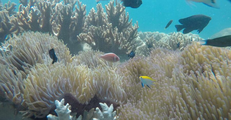 Snorkeling Cham Island: Snorkeling Tour by Speed Boat - Key points to know before you book