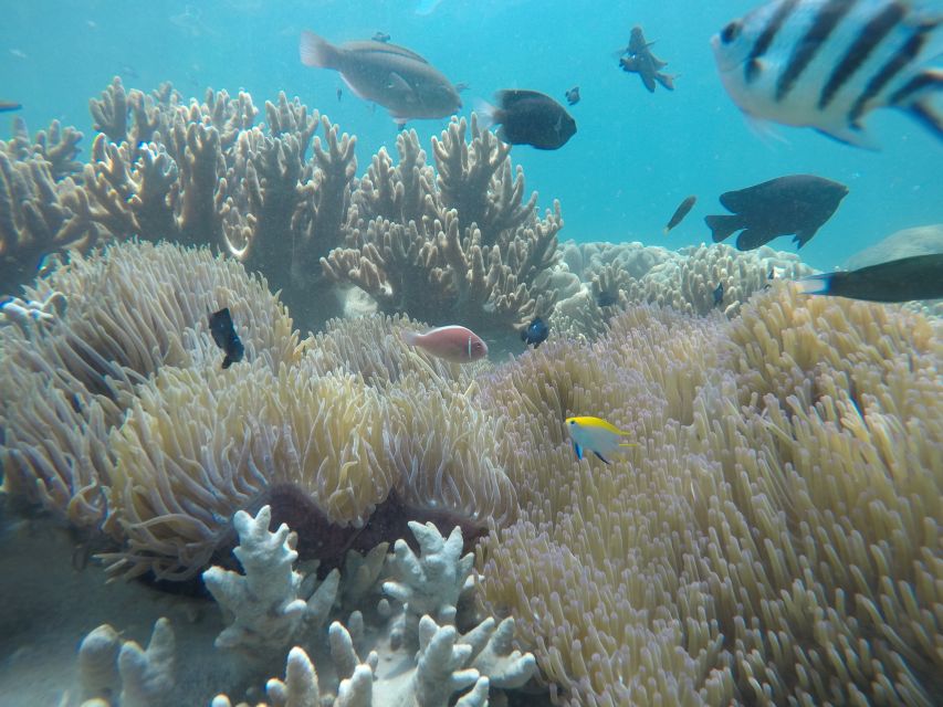 Snorkeling Cham Island: Snorkeling Tour by Speed Boat - Leaving Da Nang or Hoi An for Cua Dai Wharf