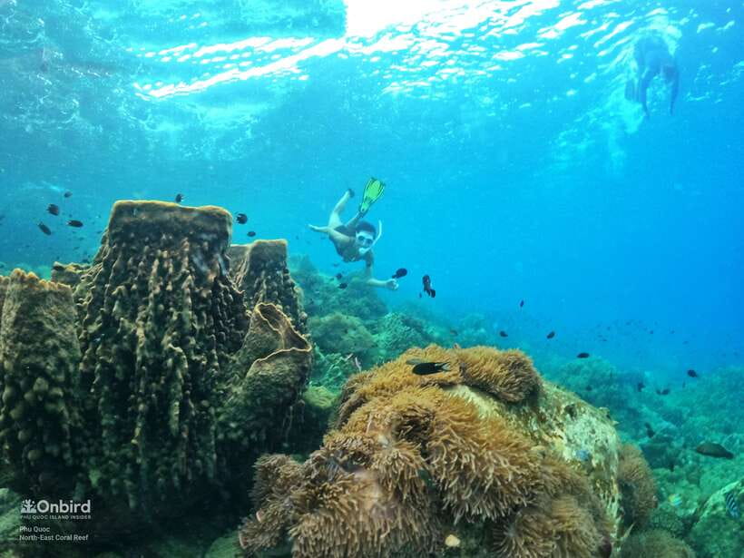 South Phu Quoc: Pro Snorkeling Tour by Speedboat - Getting comfortable before the reef