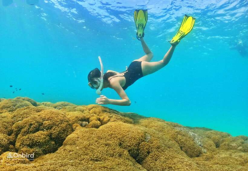 South Phu Quoc: Pro Snorkeling Tour by Speedboat - Who should book this experience