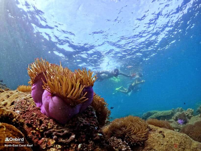 South Phu Quoc: Pro Snorkeling Tour by Speedboat - Is the $51 price fair?