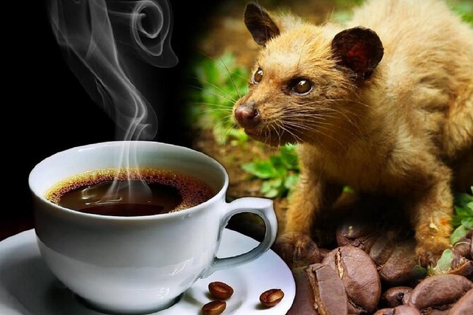Vietnamese Culture and Coffee Making Class - The value of the $15.39 price